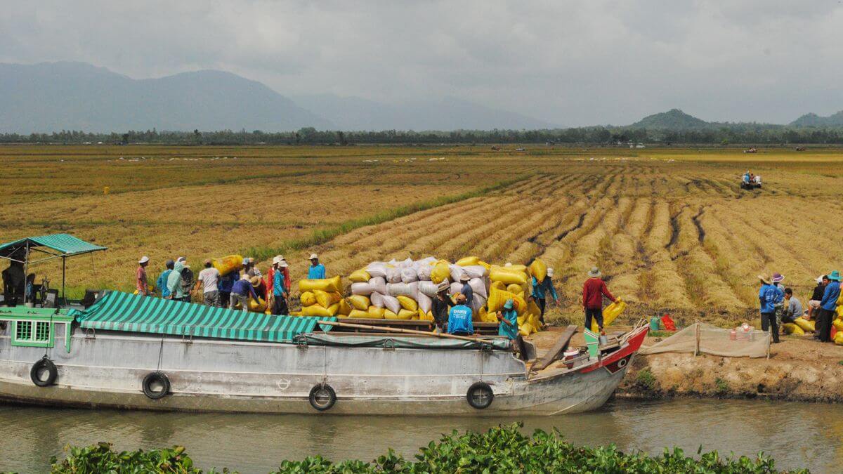 Người dân ĐBSCL thu hoạch lúa