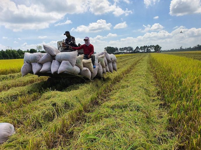 Lúa gạo Việt - Thương hiệu Việt - Tự hào của người Việt